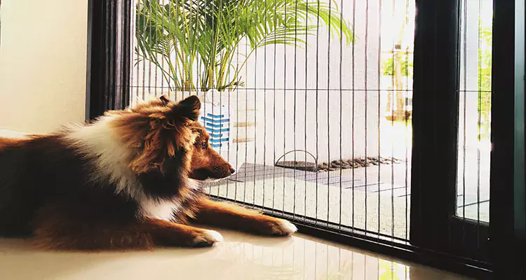 Sliding Screen Pet Door Repair in Miami, FL