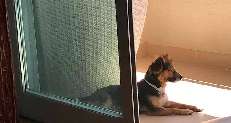 French Door Pet Screen Repair in Miami, FL